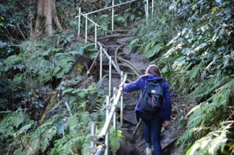 佐助稲荷神社の裏手から大仏ハイキングコースへ合流する道は、少し歩きづらいので注意！