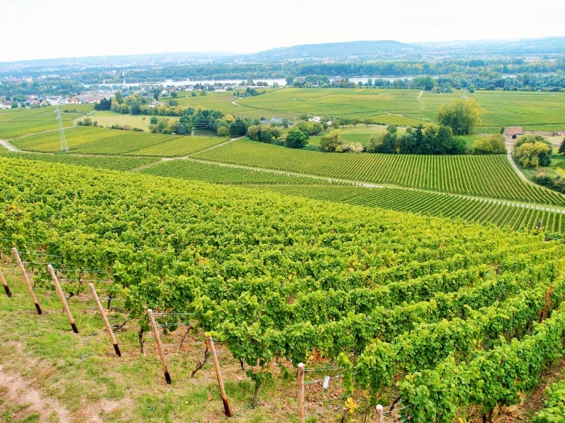wine