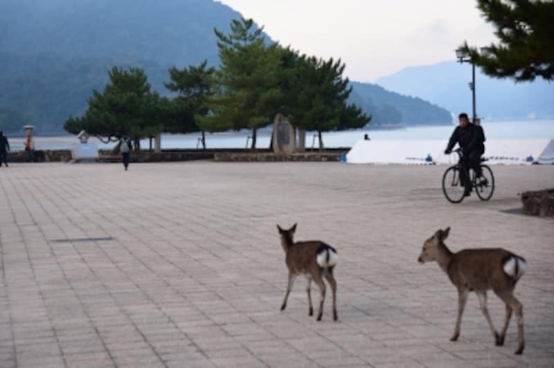 宮島を闊歩(かっぽ)する鹿たち