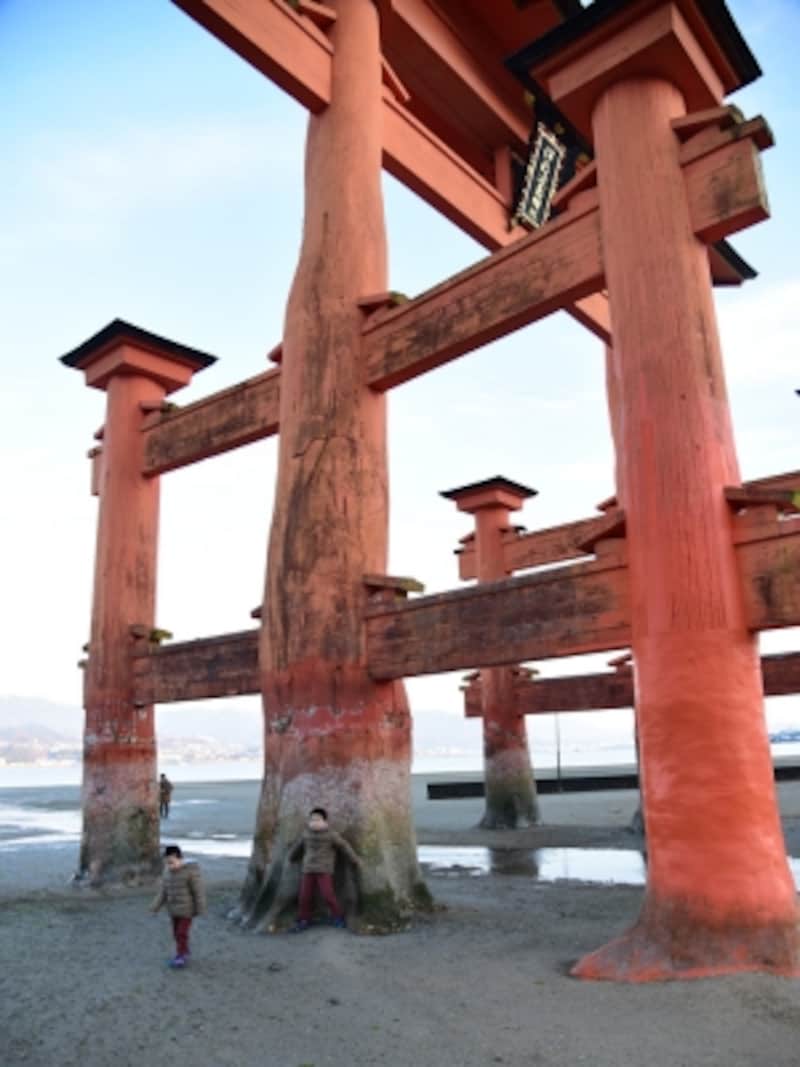 引き潮のときは、大鳥居を歩いてくぐることもできます