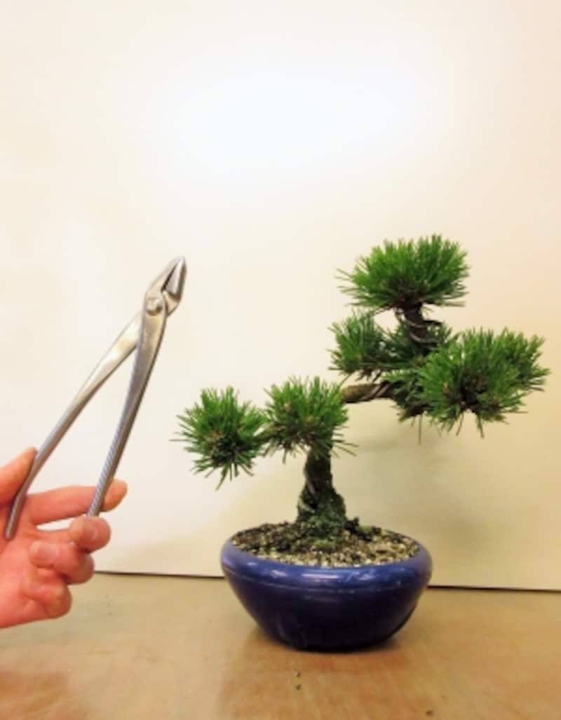 黒松盆栽の仕立て方 針金はずしと植替え 盆栽 All About
