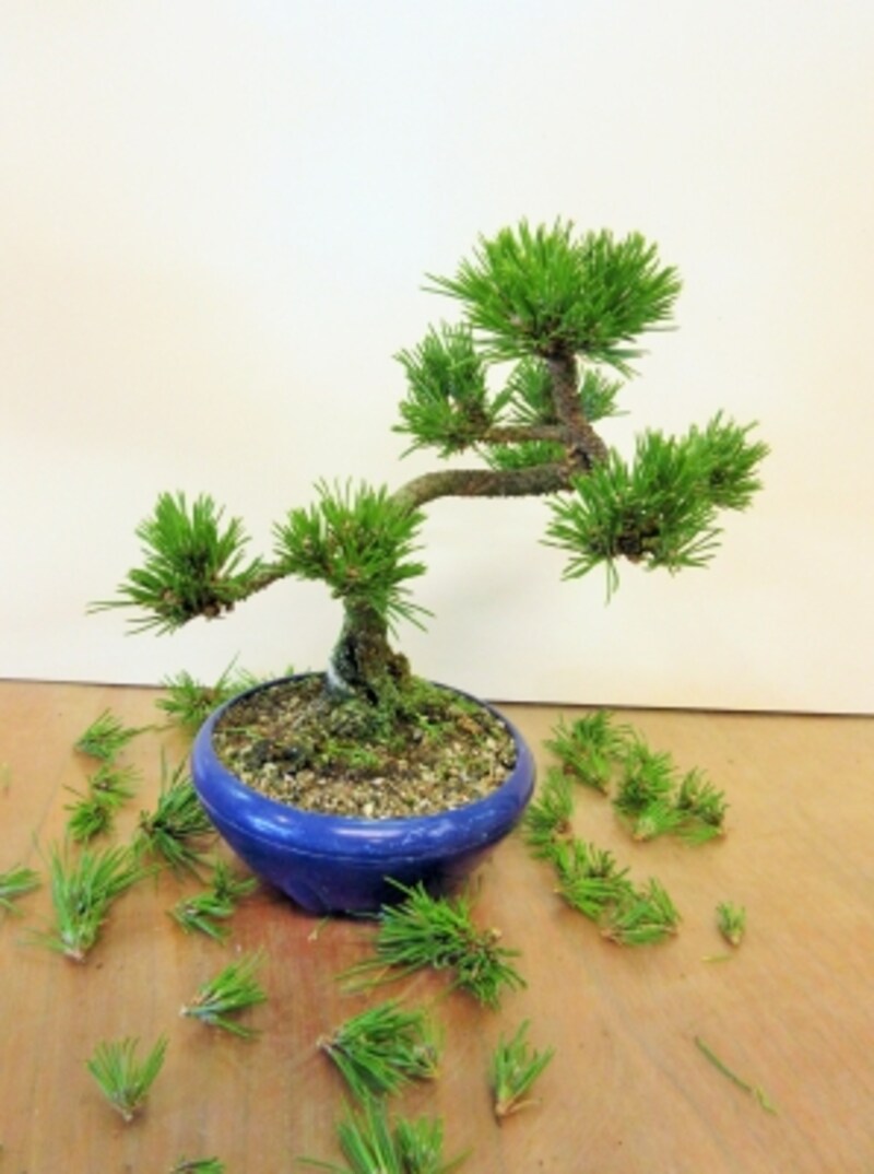 黒松盆栽の仕立て方 針金はずしと植替え 盆栽 All About
