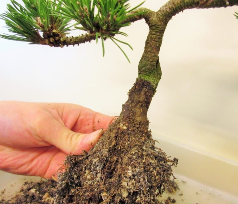 根もすっきりと