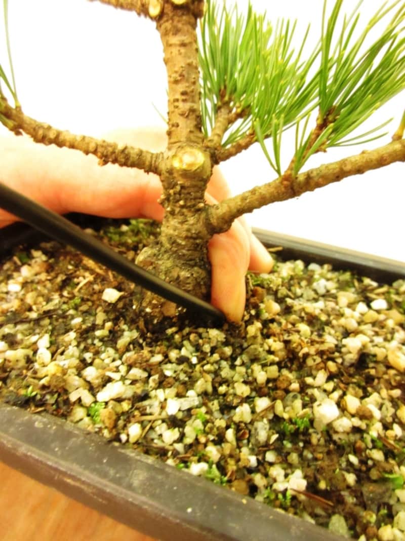 巻き上げは根元から