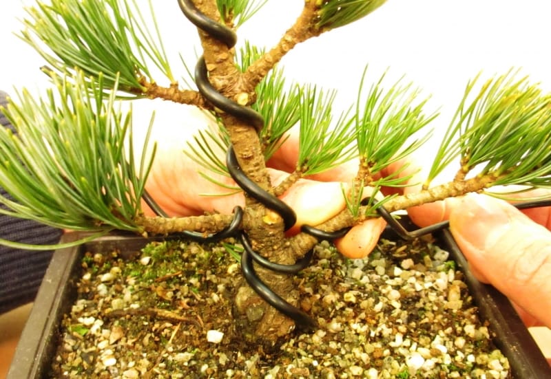 左右の枝へ巻く