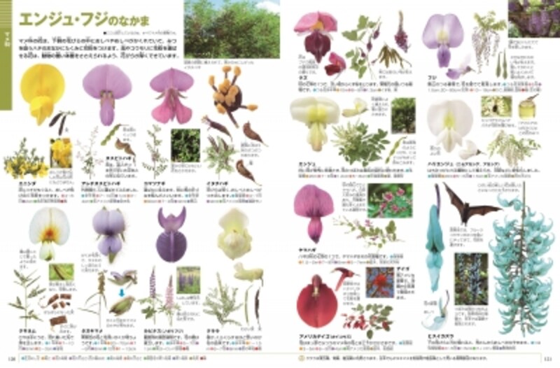 図鑑neo 花 で学ぶ 植物図鑑の使い方 選び方 図鑑 All About