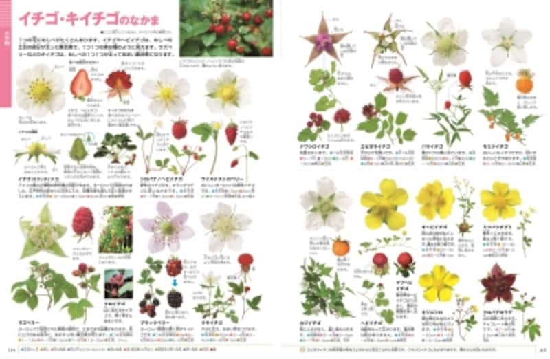 図鑑neo 花 で学ぶ 植物図鑑の使い方 選び方 図鑑 All About