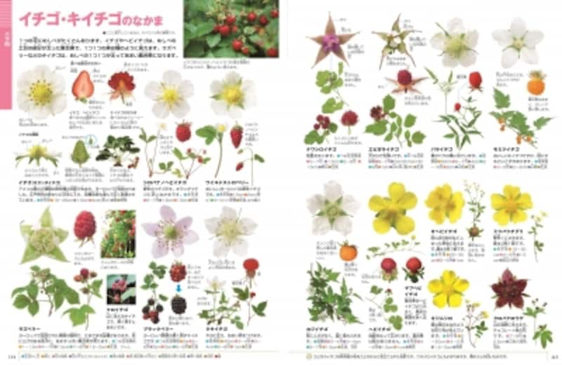 すべての美しい花の画像 ぜいたく花 図鑑 子供