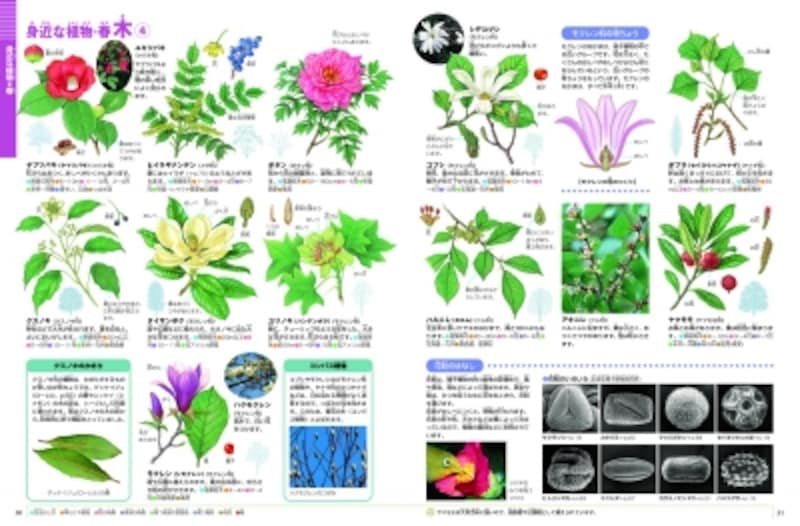 2 5 図鑑neo 花 で学ぶ 植物図鑑の使い方 選び方 図鑑 All About