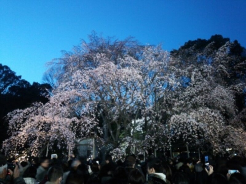 六義園のしだれ桜(6)/2016年・ライトアップ・見頃(満開直前))