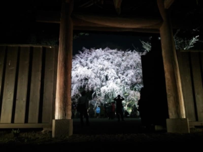 六義園でお花見 しだれ桜 ライトアップ情報18 名所 旧跡 All About