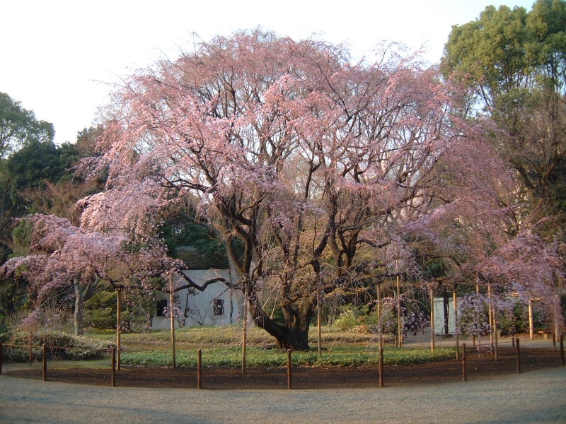 六義園のしだれ桜(4)/2011年・二分咲き