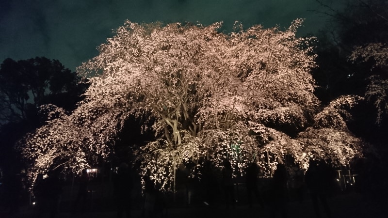 しだれ桜(六義園)水彩画 木製フレーム付き
