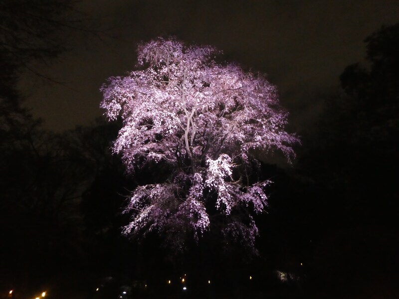 六義園のしだれ桜(14)/2019年・ライトアップ・吟花亭のしだれ桜