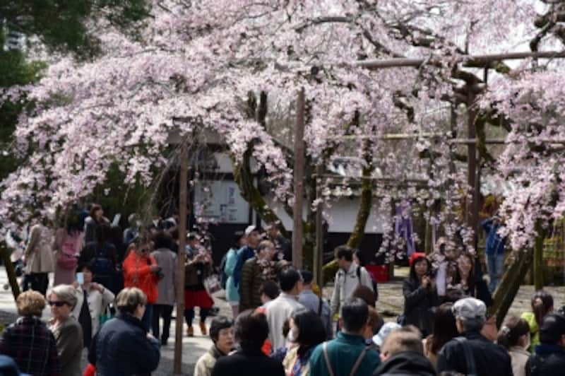 花見客でにぎわう桜の時期の醍醐寺境内(2016年3月29日撮影)
