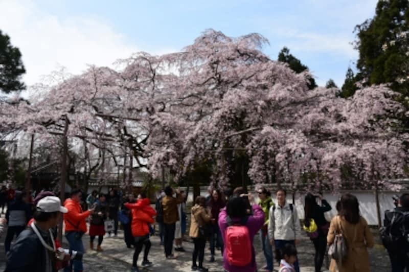 三宝院の「太閣しだれ桜」(2016年3月29日撮影)