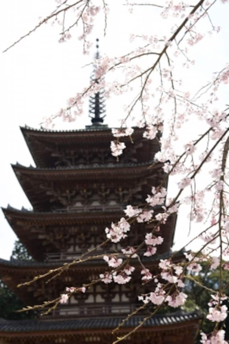 醍醐寺五重塔と桜(2016年3月29日撮影)