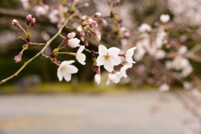 随心院の桜