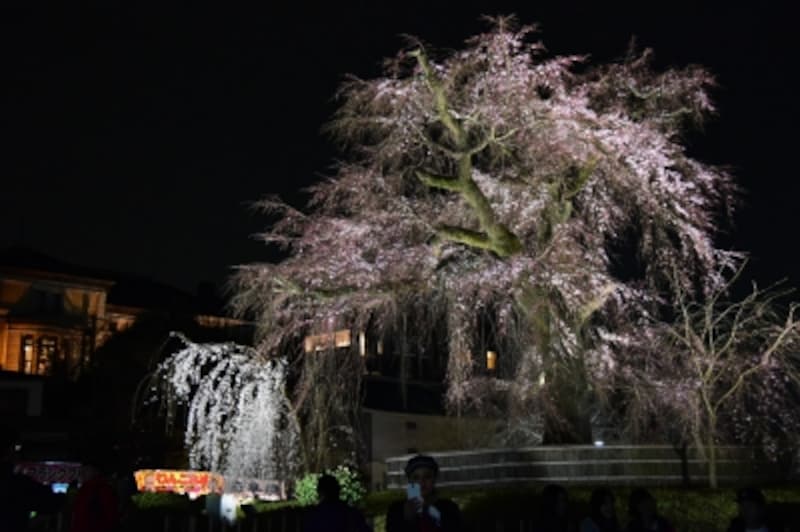 ライトアップされた「祗園枝垂桜」(2016年3月29日撮影)
