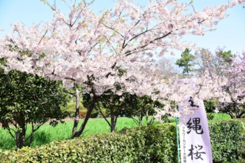 フラワーセンター大船植物園に咲く「玉縄桜」(2016年3月17日撮影)
