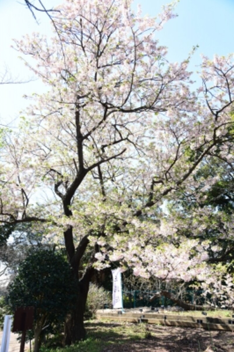 玉縄桜の原木(2016年3月17日撮影)