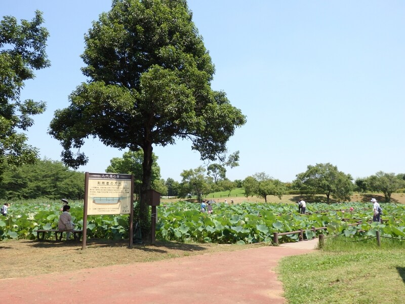 広大な敷地面積をもつ古代蓮の里