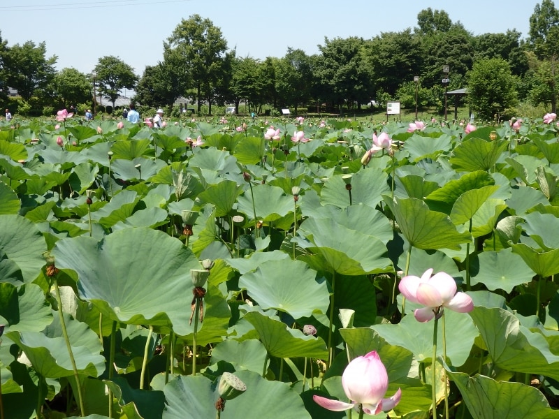 古代蓮の里の古代蓮池