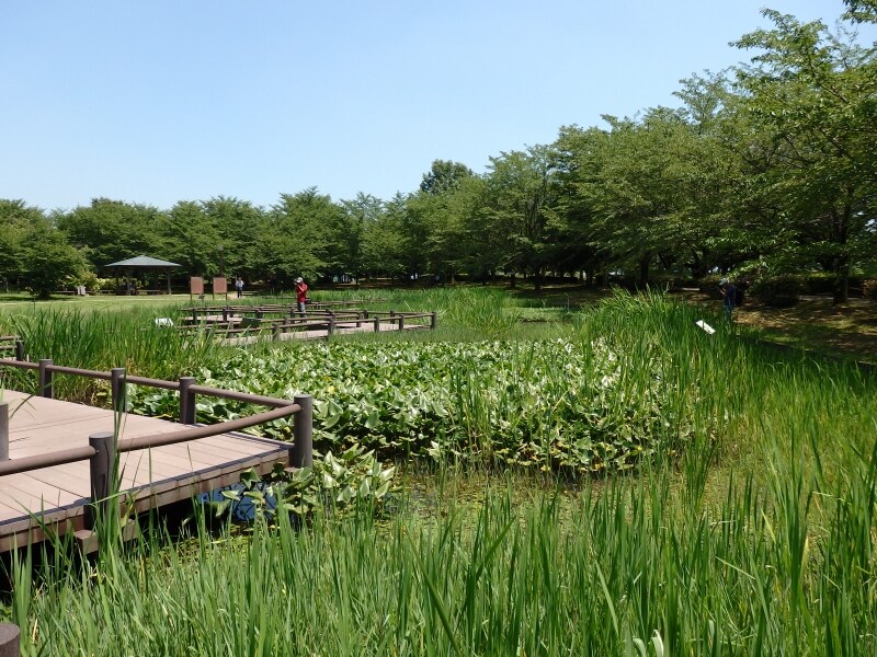 古代蓮の里の水生植物園