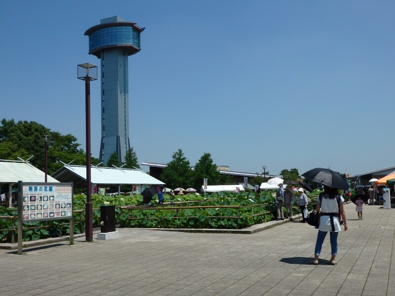 世界の蓮園の先に見える古代蓮会館