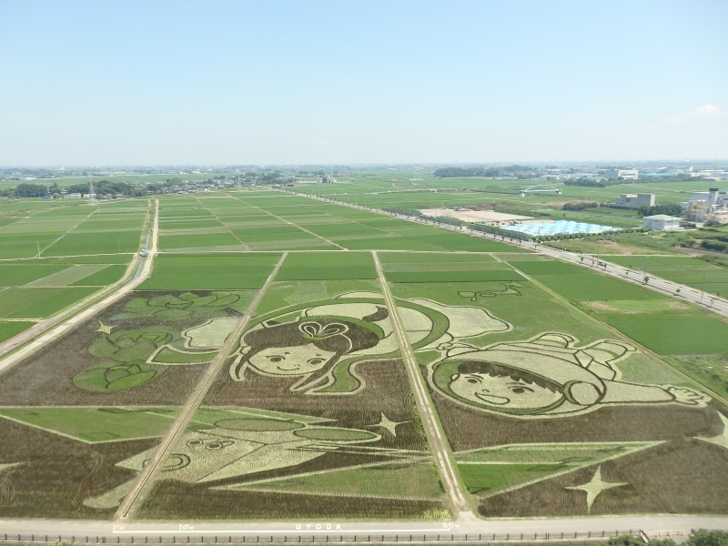 古代蓮会館の展望室から見る世界最大の田んぼアート（撮影：2015年）