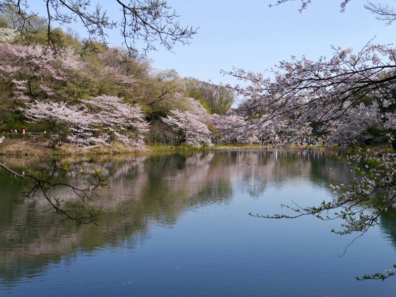 「日本さくら名所100選」に選ばれている三ツ池公園（2014年4月5日撮影）
