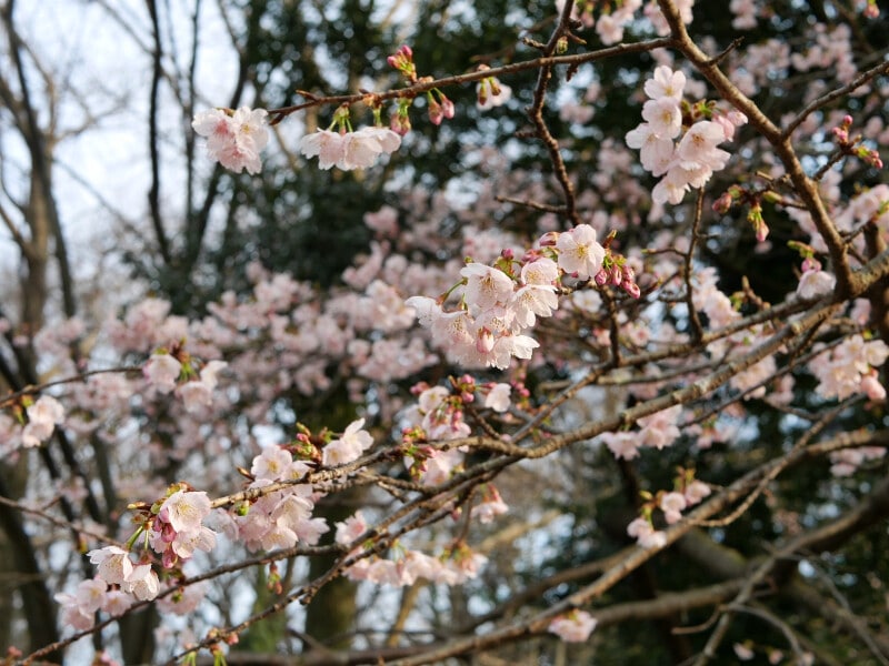 3月中旬に楽しめる「大寒桜」(2017年3月11日撮影)