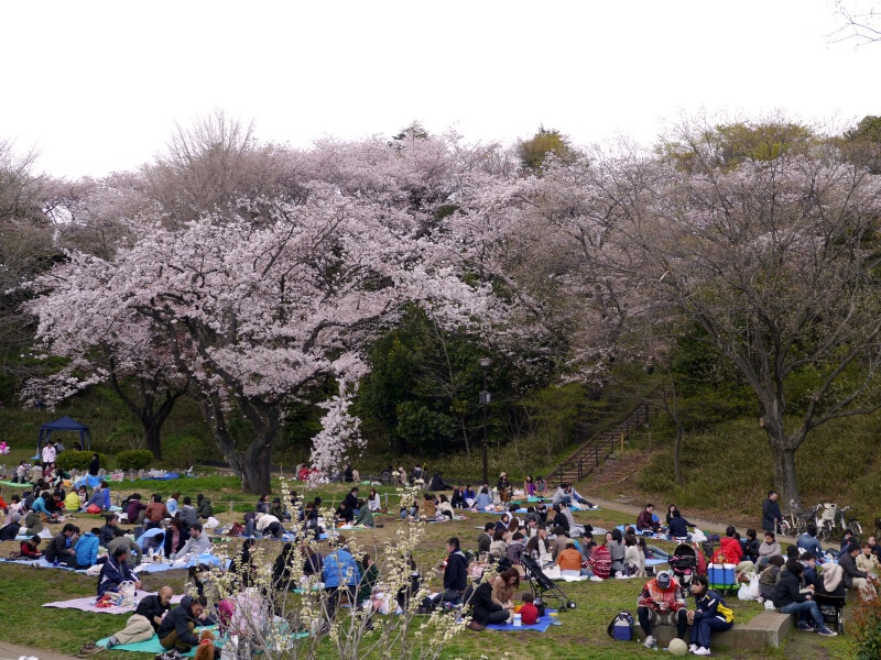たいへん広い公園なのでシートを広げる場所はたくさん!(2014年4月5日撮影)