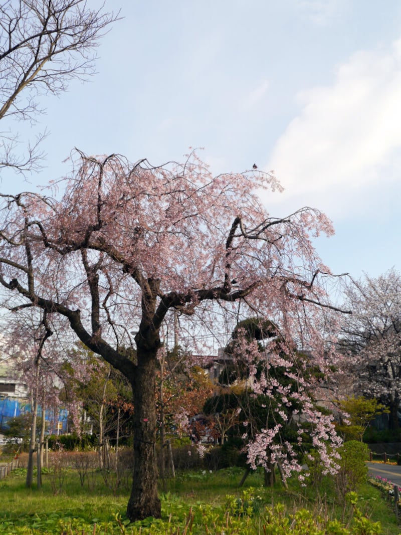 正門駐車場にポツンと立つ、見事な紅枝垂(2014年4月5日撮影)