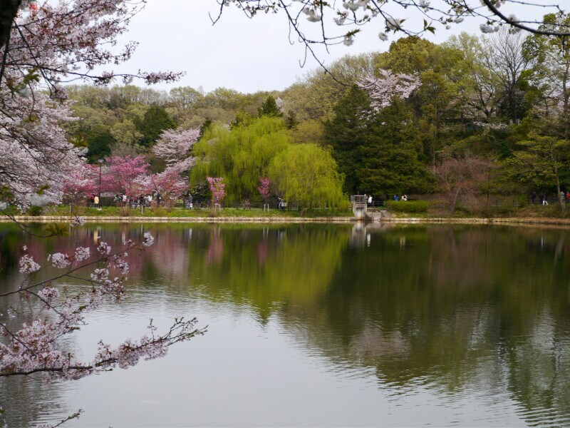 さまざまな色合いのサクラが咲き誇ります(2014年4月5日撮影)