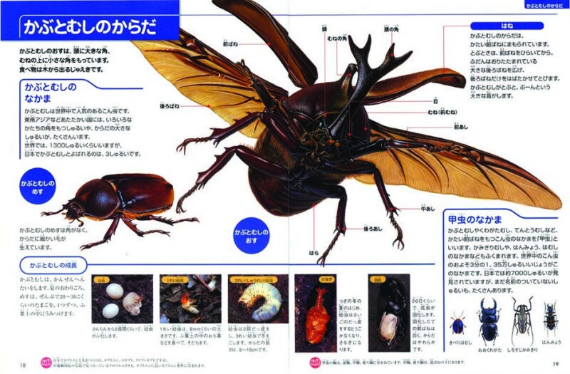 ナチュラ（フレーベル館）