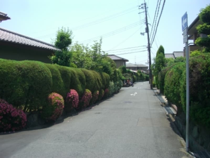 植栽が立派すぎて、まるで植物園