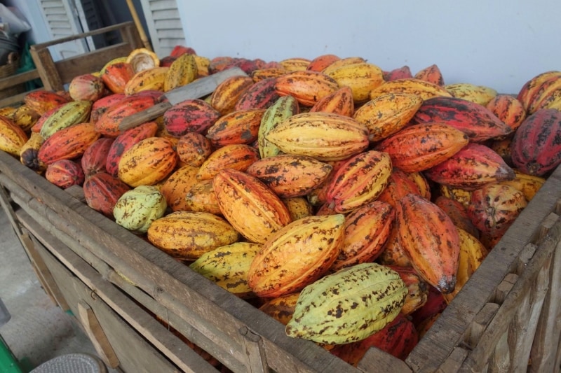 ティエンジャン省にあるマルゥの契約農家にて