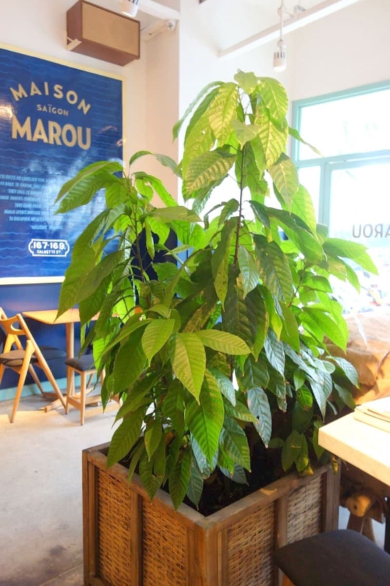 カカオのある店内