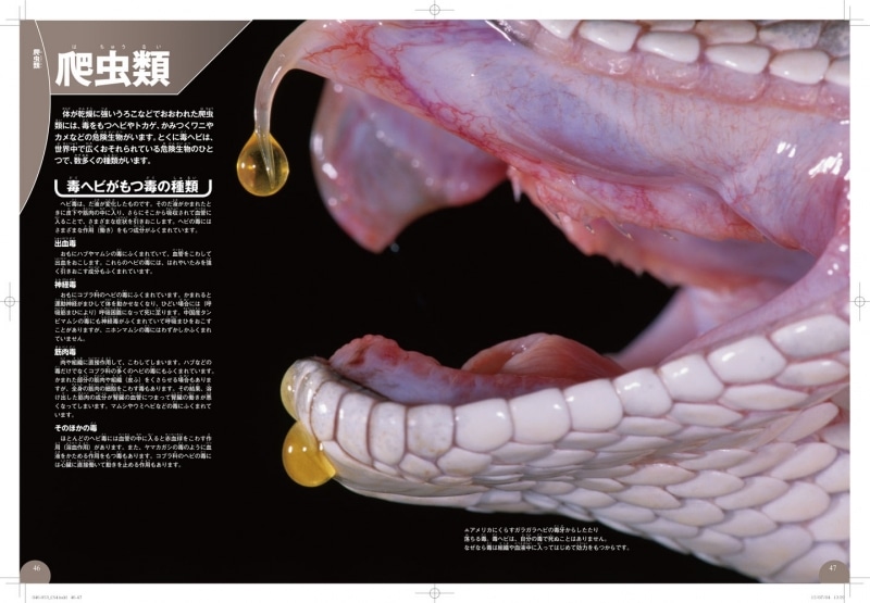 中ページ画像
