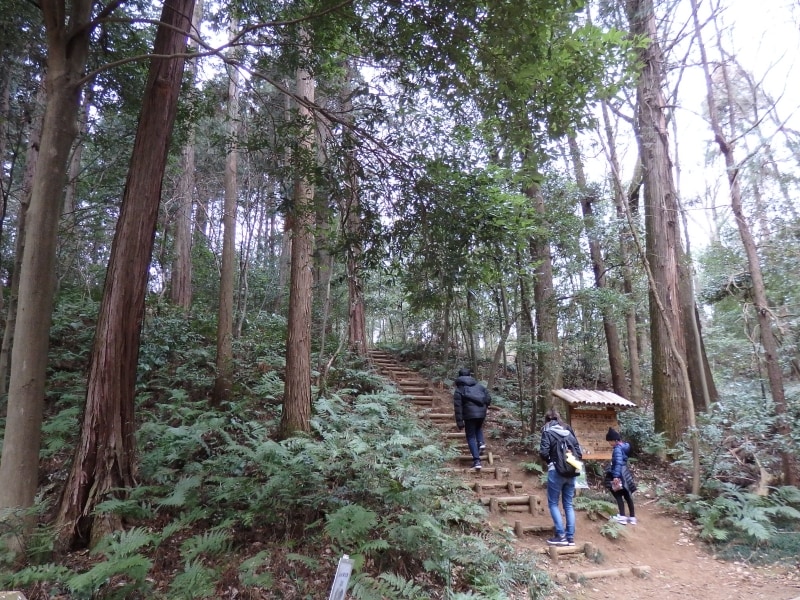 トトロの森1号地