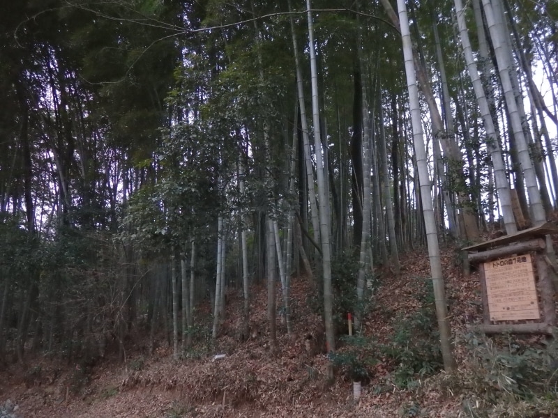 トトロの森7号地