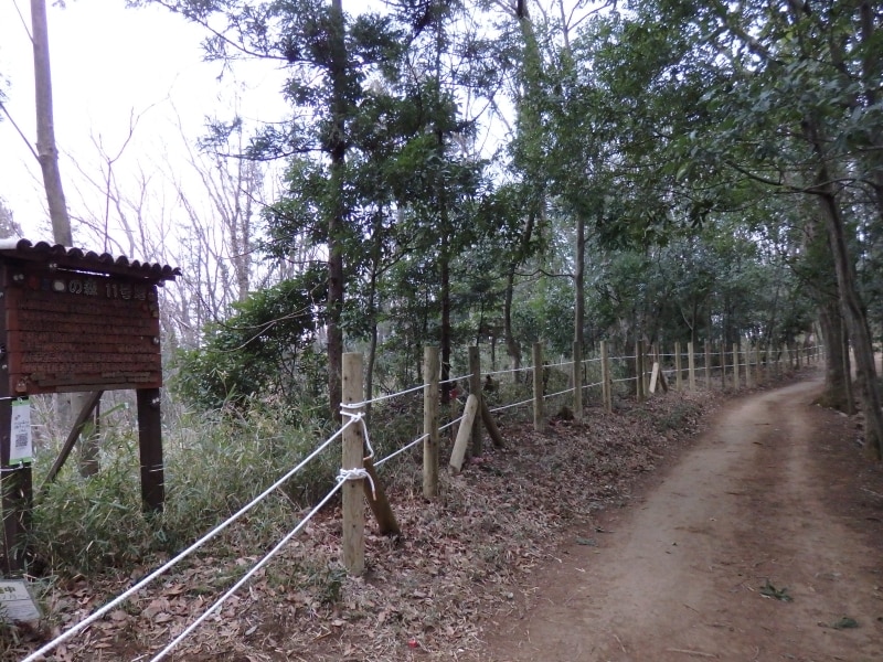 トトロの森11号地
