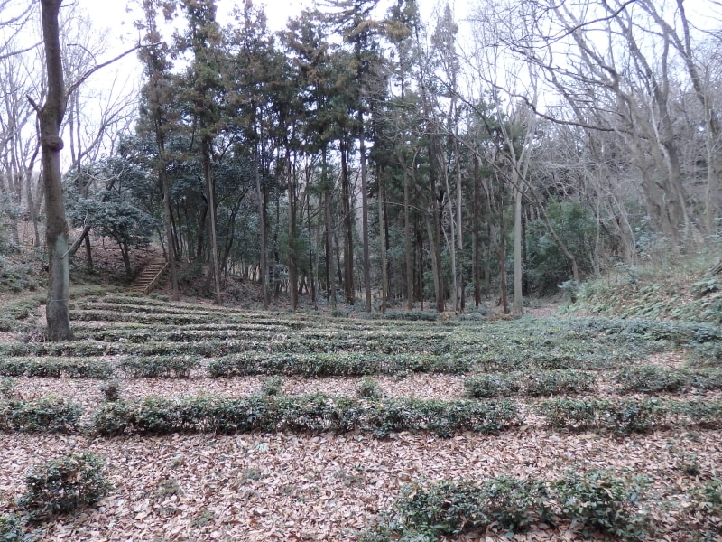 トトロの森1号地を囲む茶畑