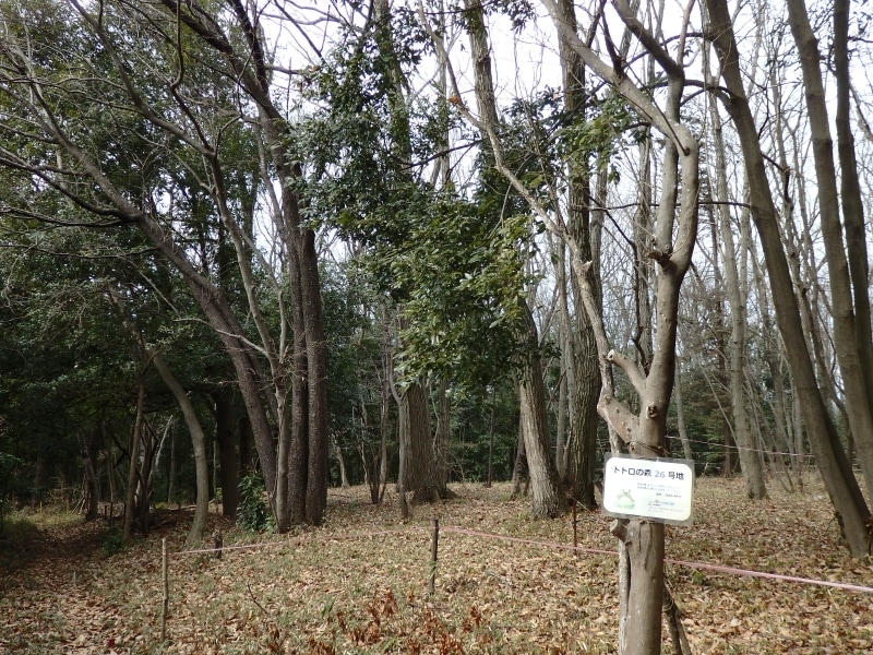 トトロの森26号地