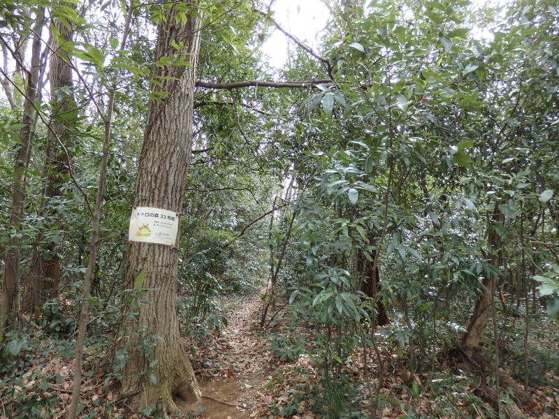 トトロの森33号地