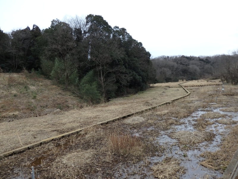 さいたま緑の森博物館周辺の湿地帯
