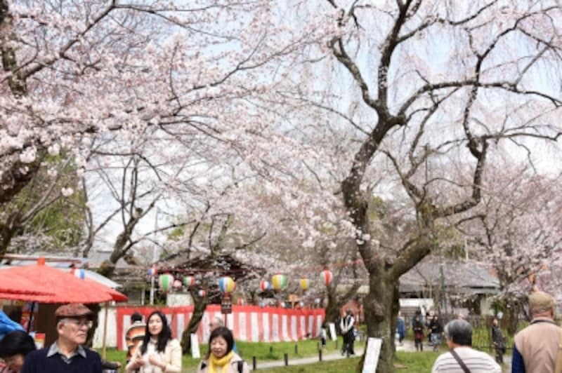 3月下旬～4月上旬にかけての華やかな平野神社境内(2016年3月31日撮影)