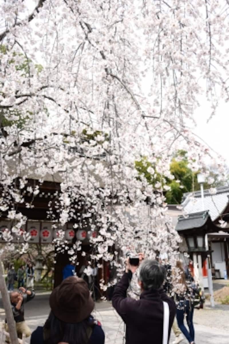 「魁」と名付けられた、このしだれ桜が咲くと京都の花見が始まるとも言われる(2016年3月31日撮影)