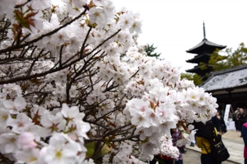 御室桜と五重塔
